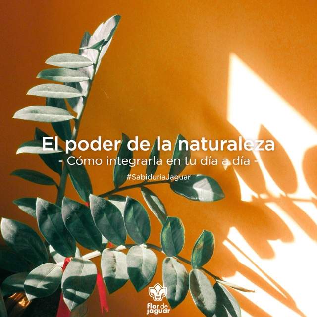 El poder de la naturaleza: Cómo integrarla en tu día a día
